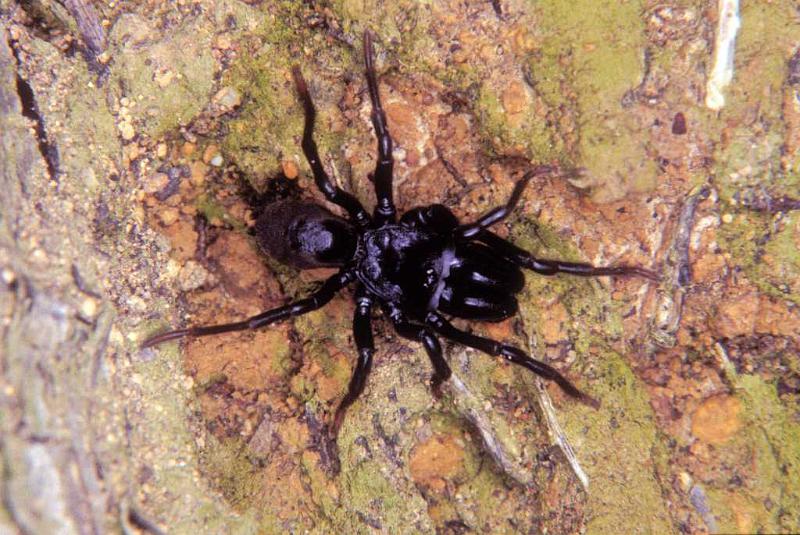 Atypus_piceus_P1081_Z_90_Les Gris_Frankrijk.jpg